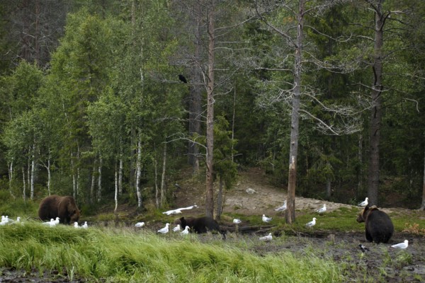 Two bears and seagulls in Kuusamo forest, quiet scene, Kuusamo, Finland