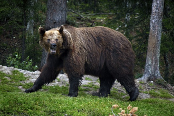 Big bear crosses an overgrown forest trail in Kuusamo, Kuusamo, Finland