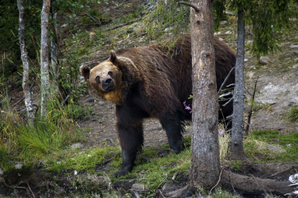 Brown bear leaning against tree surrounded by forest in Kuusamo, Kuusamo, Finland