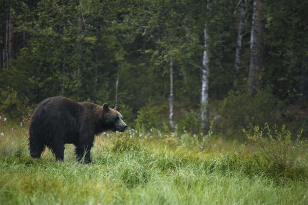 Brown bear in the green meadow of the Finnish forest, Kuusamo, Kuusamo, Finland