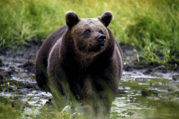 Brown bear observed in muddy water in the wild of Kuusamo, Kuusamo, Lapland, Finland