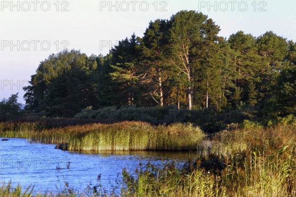 Quiet stretch of coast with lush vegetation and clear water, Käringsund, Åland, Finland
