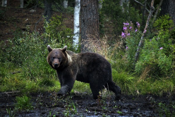 A bear watching bears in the Kuusamo forest, Kuusamo, Finland, Finland