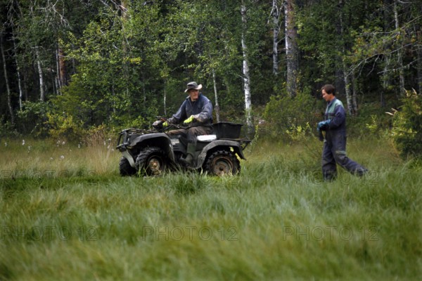 People lay out bait in Kuusamo forest for bear watching, Kuusamo, Finland, Finland