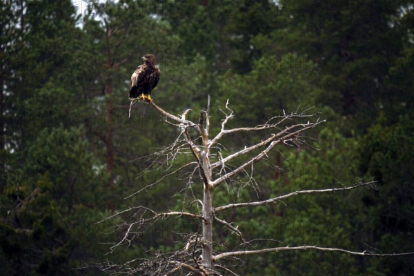 An eagle sits on a tree in the forest in Kuusamo, Finland, Kuusamo, Finland, Finland