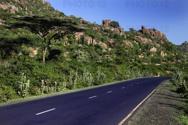 An empty road crosses a lush landscape in the Valley of Wonders under clear skies, Babile, Oromia, Ethiopia