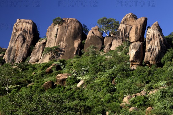 Formation of raised rocks and green vegetation in the Valley of Wonders, Babile, Oromia, Ethiopia
