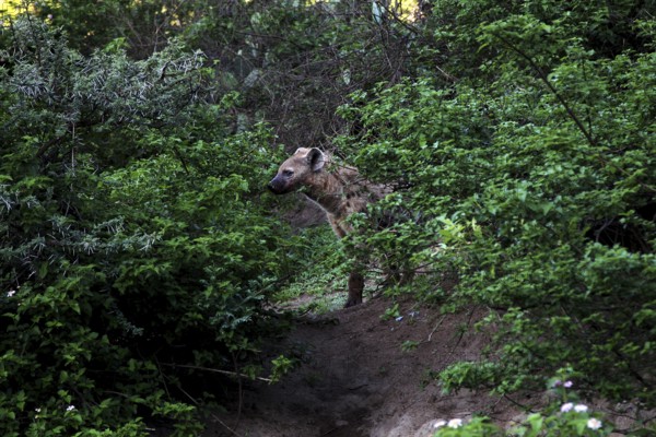 Hyena hiding in thick bushes in the Valley of Wonders, Babile, Ethiopia