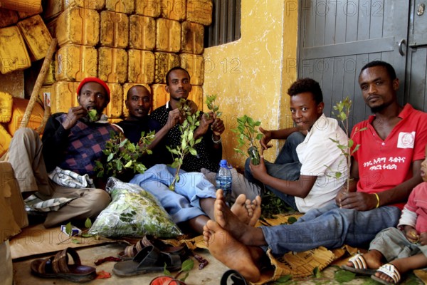 Men sit in a room and consume khat while laughing in a relaxed way, Babile, Ethiopia