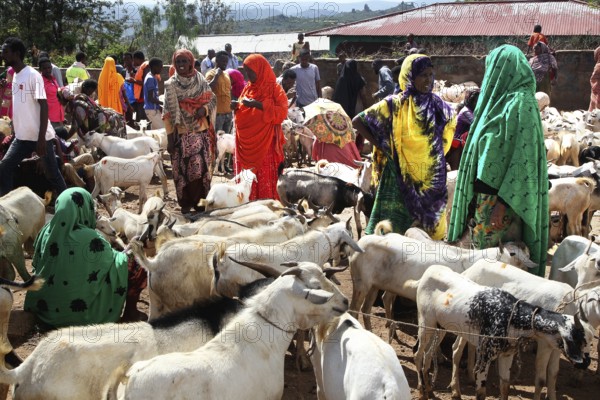 Lively cattle market with lots of people and goats, trade events, Babile, Ethiopia