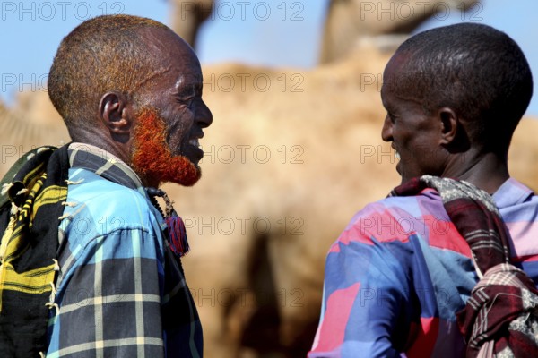 Merchants are having a lively conversation at the camel market in Babile, Camels in the background, Babile, Oromia, Ethiopia