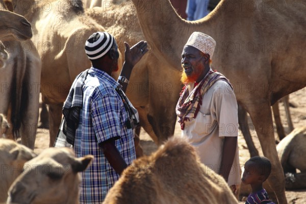 Men discuss vividly at the lively camel market in Babile, surrounded by dromedaries, Babile, Oromia, Ethiopia