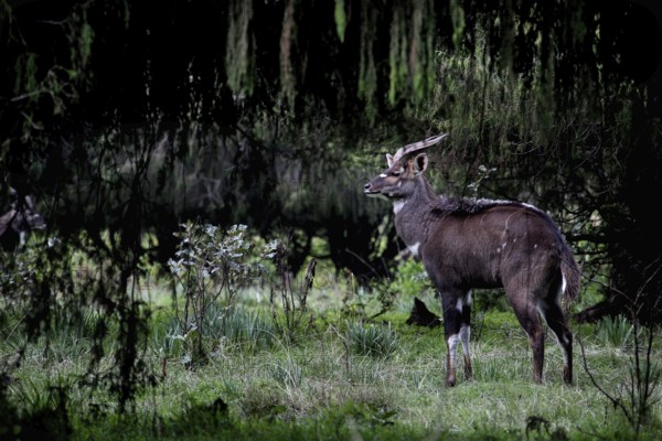 A mountain nyala stands in the forest of the Bale Mountains surrounded by thick greenery, Bale Mountains, Ethiopia