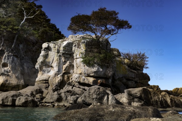 Rocks with tree against a clear blue sky in the coastal landscape, Adele Island, Abel Tasman National Park, New Zealand