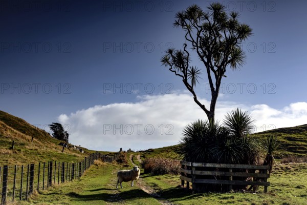 Single sheep on a path dominated by a distinctive tree in Cape Farewell, Cape Farewell, Nelson, New Zealand