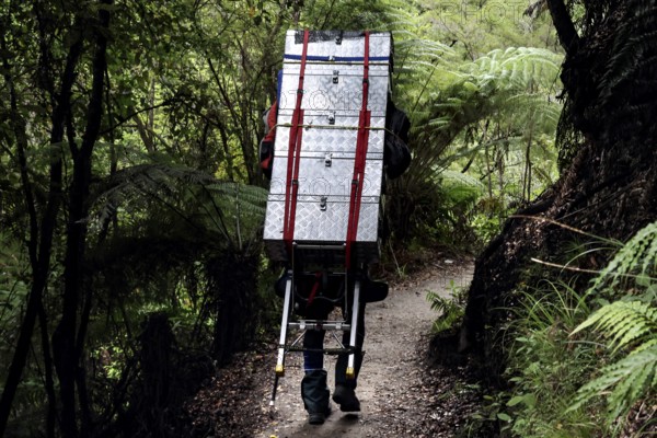 Hiker carries luggage through thick forest on the Abel Tasman Coast Track, Abel Tasman National Park, New Zealand