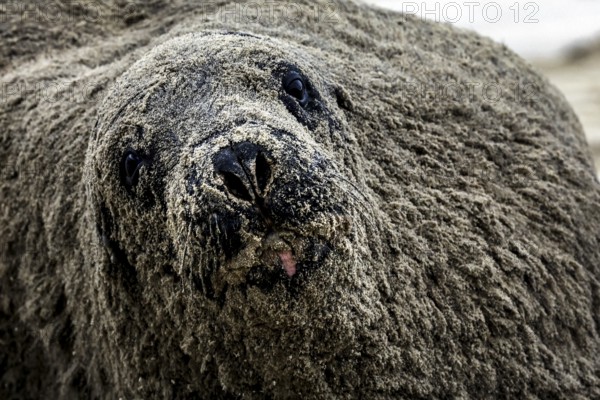 Sea lion close-up on Cannibal Bay beach, its rough textured skin in the foreground, Cannibal Bay, Otago, New Zealand