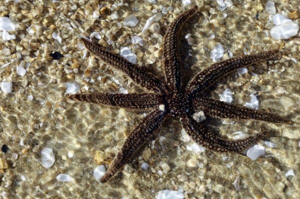Brown starfish on sandy beach with clear sky, Adele Island, Abel Tasman National Park, New Zealand