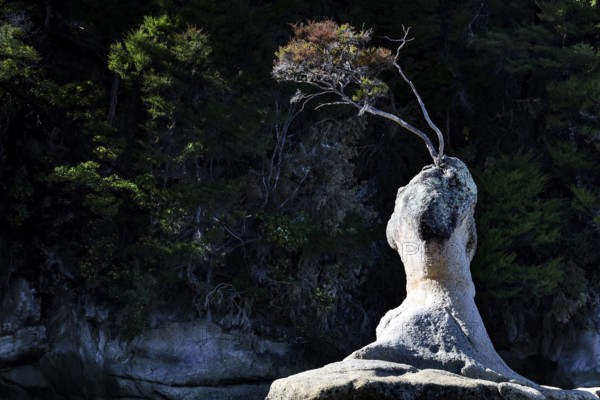 Dramatic rock formation with barren vegetation in shade, Appletree Bay, Abel Tasman National Park, New Zealand