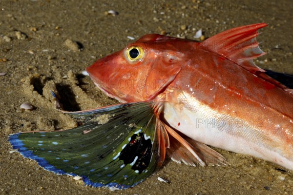 Details of a red rooster on sandy ground, zero