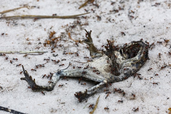 Mummified toad on sandy soil in Bungle Bungle, Purnululu surrounded by insects, Purnululu National Park, Western Australia, Australia
