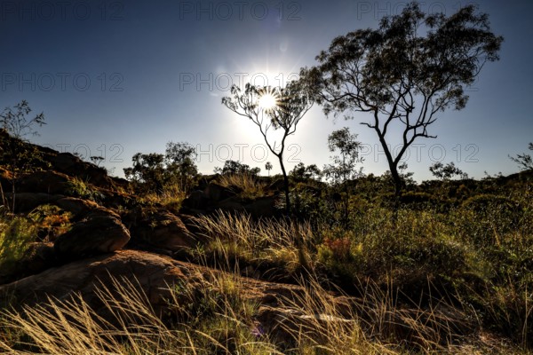 Sunlight shines through trees and illuminates grasslands in Nitmiluk National Park, Nitmiluk National Park, Northern Territory, Australia