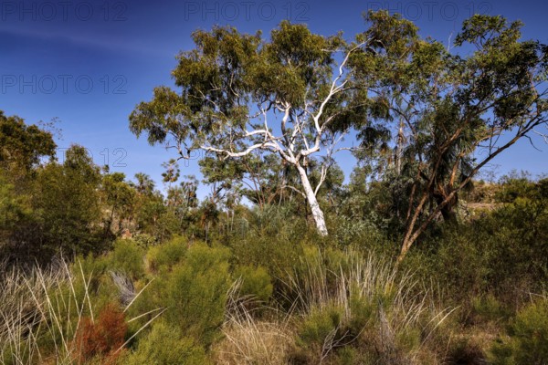Lively tree stands amidst grass and bushes under clear skies in Nitmiluk National Park, Nitmiluk National Park, Northern Territory, Australia