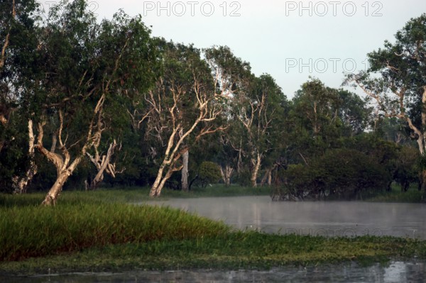 Morning fog hangs over the wetlands of Yellow Waters in Kakadu National Park, Yellow Water, Northern Territory, Australia