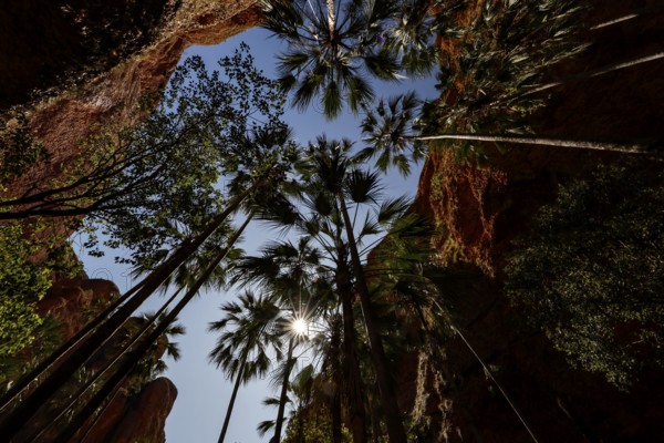 Shrimp palms stretch to the sky in the dramatic Echidna Chasm, Purnululu National Park, Western Australia, Australia