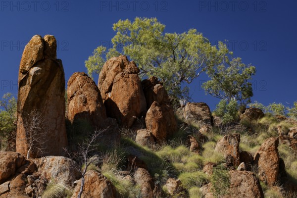 Red rock formations and trees against a blue sky in the King Leopold Range, King Leopold Range, Western Australia, Australia