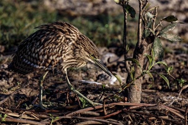 A night heron in the thick undergrowth of Kakadu National Park, Australia, Kakadu National Park, Northern Territory, Australia