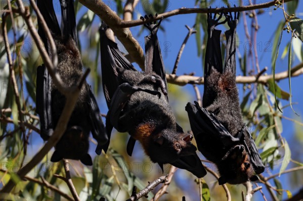 Several flying foxes hang on branches in Kathrine Gorge, Nitmiluk National Park, Northern Territory, Australia during the day
