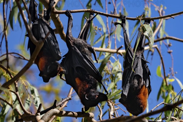 Flying foxes rest in the sun under blue skies in Kathrine Gorge, Nitmiluk National Park, Northern Territory, Australia