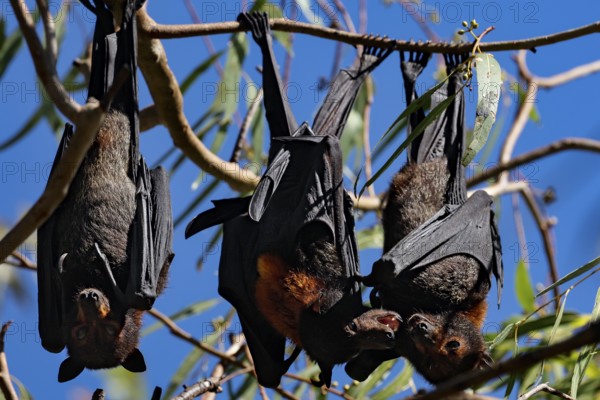 Flying foxes hang close together in the branches of Kathrine Gorge, Nitmiluk National Park, Northern Territory, Australia