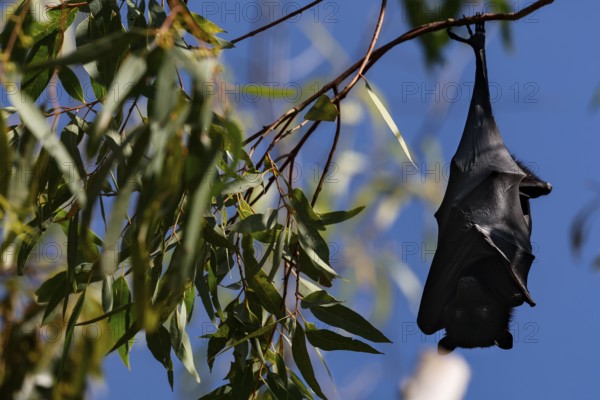A single flying fox hangs upside down from a branch in Kathrine Gorge, Nitmiluk National Park, Northern Territory, Australia