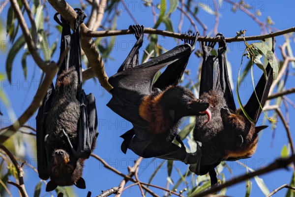 During the day, flying foxes slept upside down in the trees in Kathrine Gorge, Nitmiluk National Park, Northern Territory, Australia