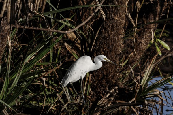 A great egret rests on a tree trunk in the thick green of Kakadu National Park, Kakadu National Park, Northern Territory, Australia