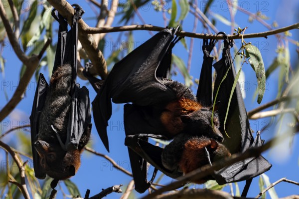 Flying foxes hang upside down from a tree in Kathrine Gorge, Nitmiluk National Park, Northern Territory, Australia