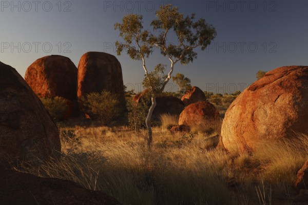 Natural landscape with distinctive large rocks and a lonely tree in warm sunlight, zero