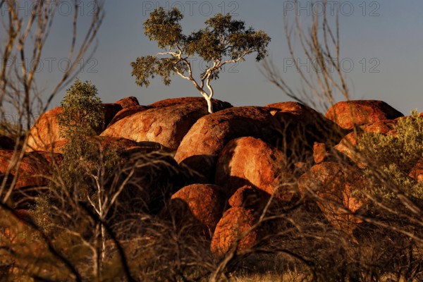 Single tree grows on impressive rock formations glowing in the sun, Devil's Marbles, Northern Territory, Australia