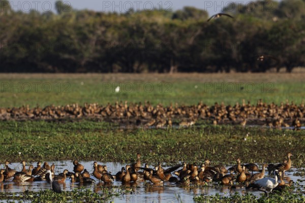A large group of sickle-whistle geese frolic in flooded meadows in Kakadu National Park, Kakadu National Park, Northern Territory, Australia