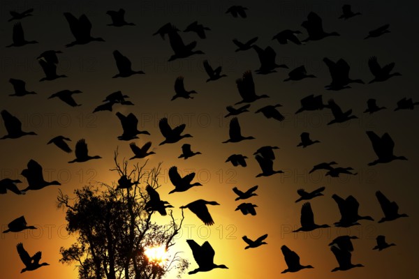 Sickle whistle geese flying in front of an intense sunset in Kakadu National Park, Kakadu National Park, Northern Territory, Australia
