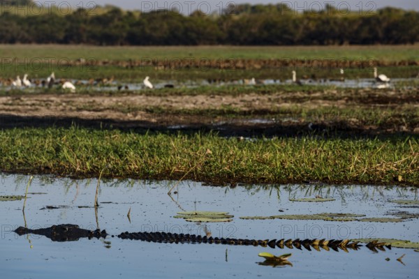 Saltwater crocodile with birds in background in Kakadu National Park, Kakadu National Park, Northern Territory, Australia