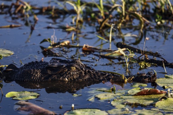 Groin crocodile in water, almost not visible, in Kakadu National Park, Kakadu National Park, Northern Territory, Australia