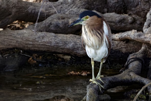 Red-backed heron stands on a waterside branch in Kakadu National Park, Yellow Waters, Northern Territory, Australia