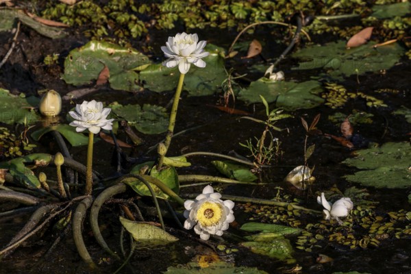 White water lilies swim on calm waters in Kakadu National Park, Kakadu National Park, Northern Territory, Australia