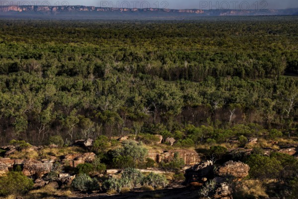 Dense green forests stretch across rocky landscape in Kakadu National Park, Nawurlandia, Arnhem Land, Kakadu National Park, Northern Territory, Australia