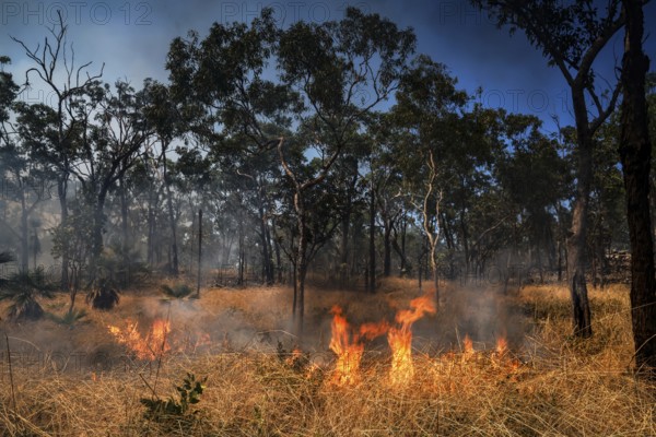 Flames and smoke surround trees in a blazing forest fire in Kakadu National Park, Kakadu National Park, Northern Territory, Australia