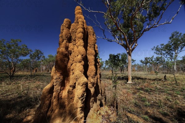 A massive termite mound rises under a clear blue sky in Kakadu National Park, Kakadu National Park, Northern Territory, Australia