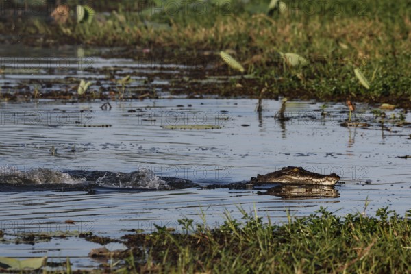 Saltwater crocodile swims through the water in Kakadu National Park, Kakadu National Park, Northern Territory, Australia